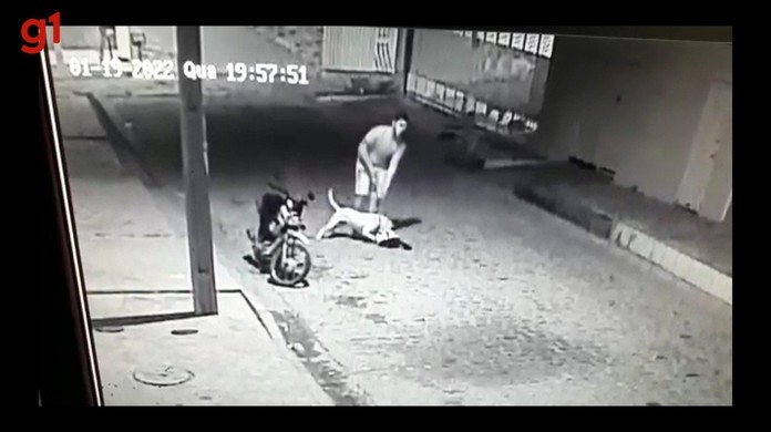 Pitbull ataca gato e causa confusão em Samambaia; veja vídeo