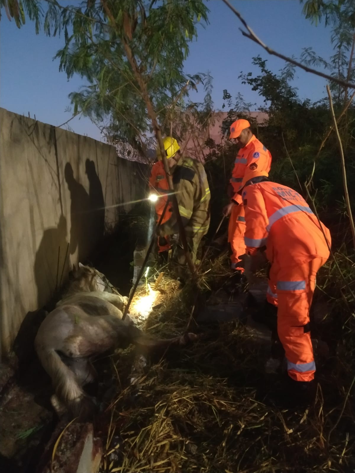 Cavalo é resgatado ao ficar preso entre muro e vala de escoamento de água em Montes Claros