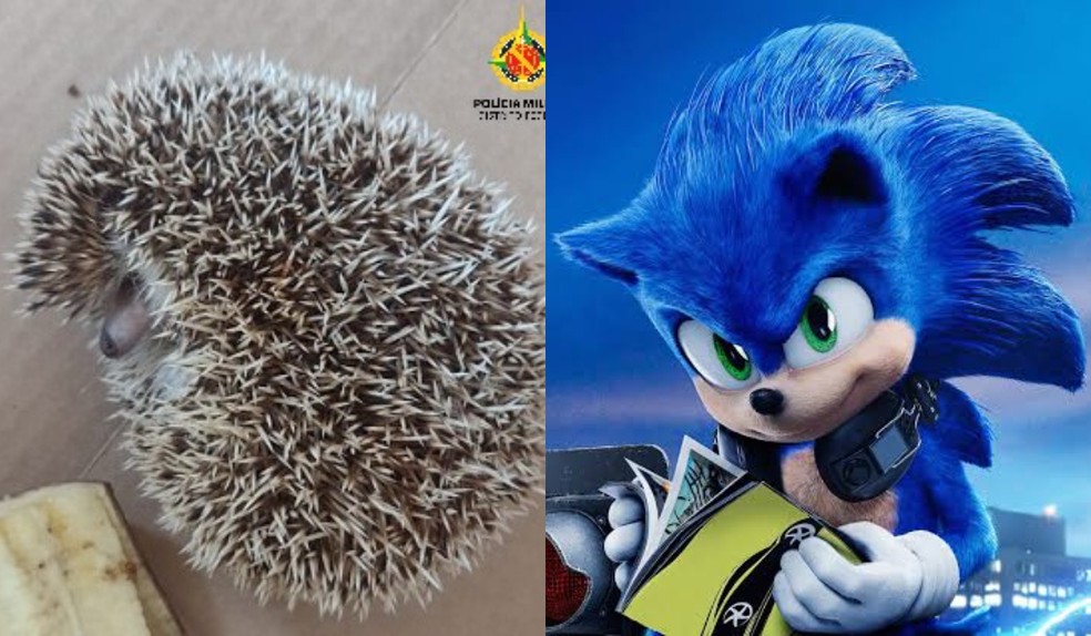 Hedgehog, à esquerda, encontrado em residência no DF, e o personagem 'Sonic' à direita  — Foto: Reprodução/Divulgação