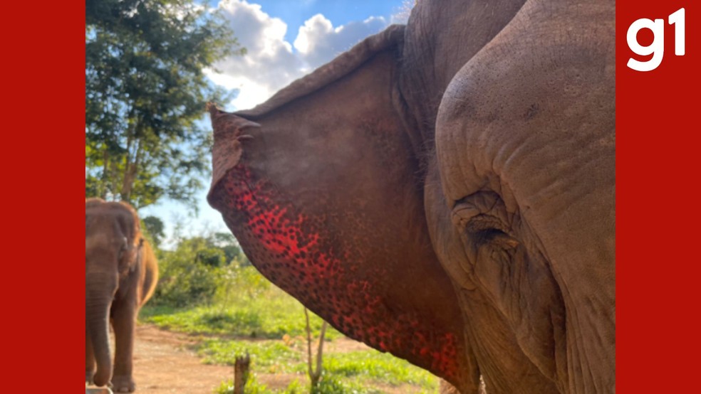 Bambi, uma elefanta asiática de cerca de 60 anos, chegou ao Santuário em setembro de 2020. — Foto: Santuário dos Elefantes Brasil