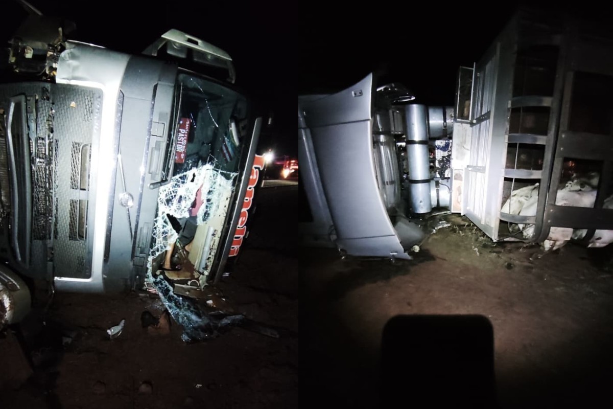 Carreta boiadeira tomba na BR-262, animais morrem e duas pessoas ficam feridas; veja vídeo