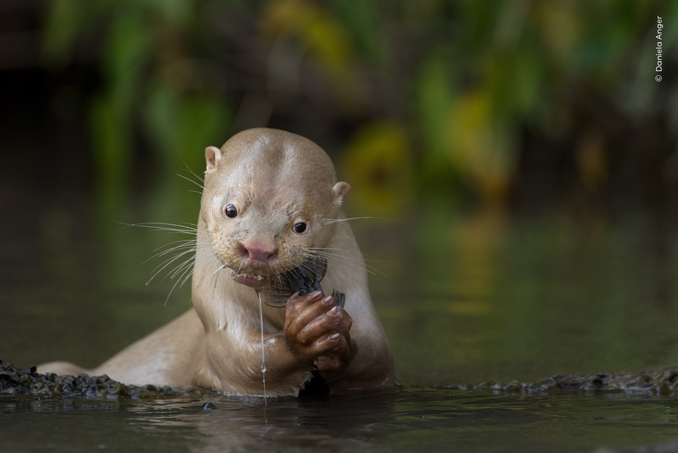 Uma lontra rara de coloração clara se alimenta de um peixe em um rio do Pantanal, no Mato Grosso do Sul. — Foto: Daniela Anger – Wildlife Photographer of the Year – People’s Choice Award 2026