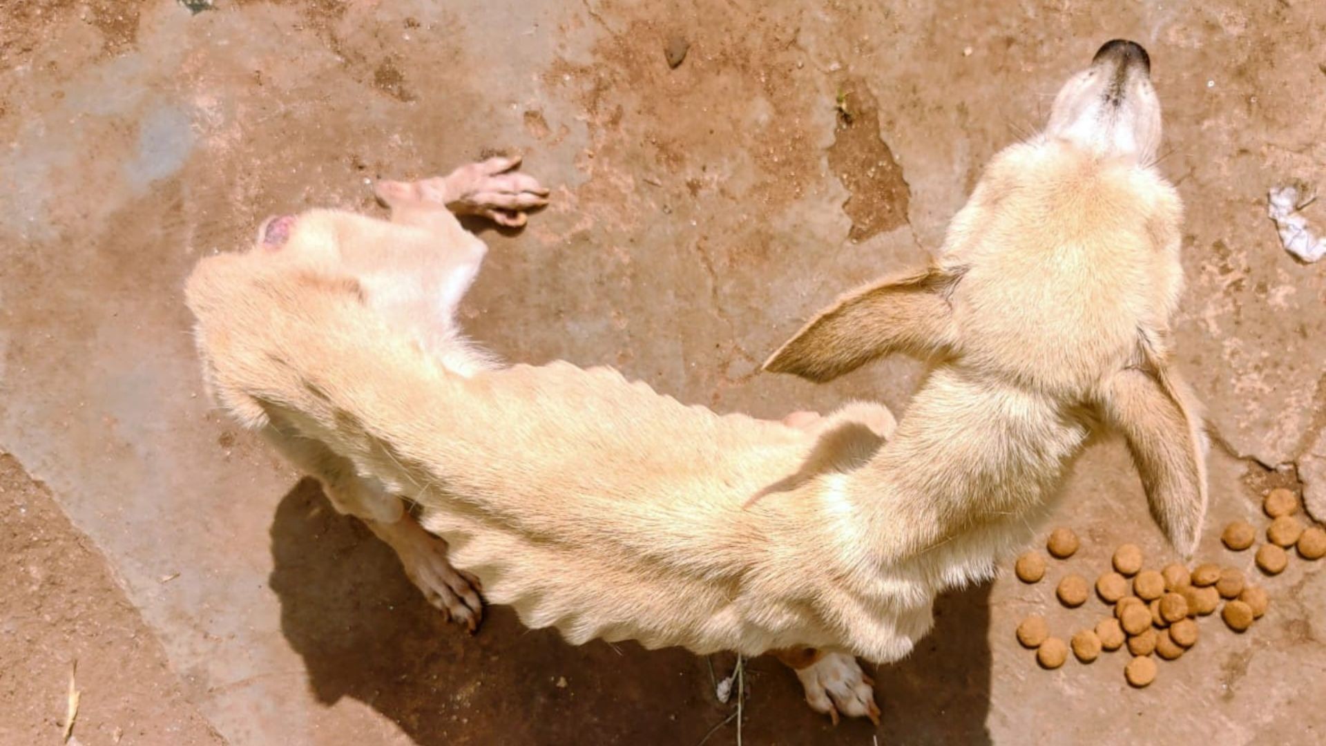 VÍDEO: Cadela é resgatada após passar 15 anos trancada em cômodo no quintal em Uberlândia