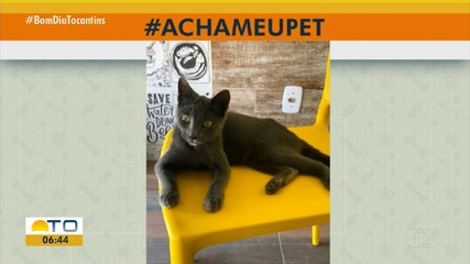 Acha meu pet: tutora procura gatinha desaparecida Arso 101 em Palmas