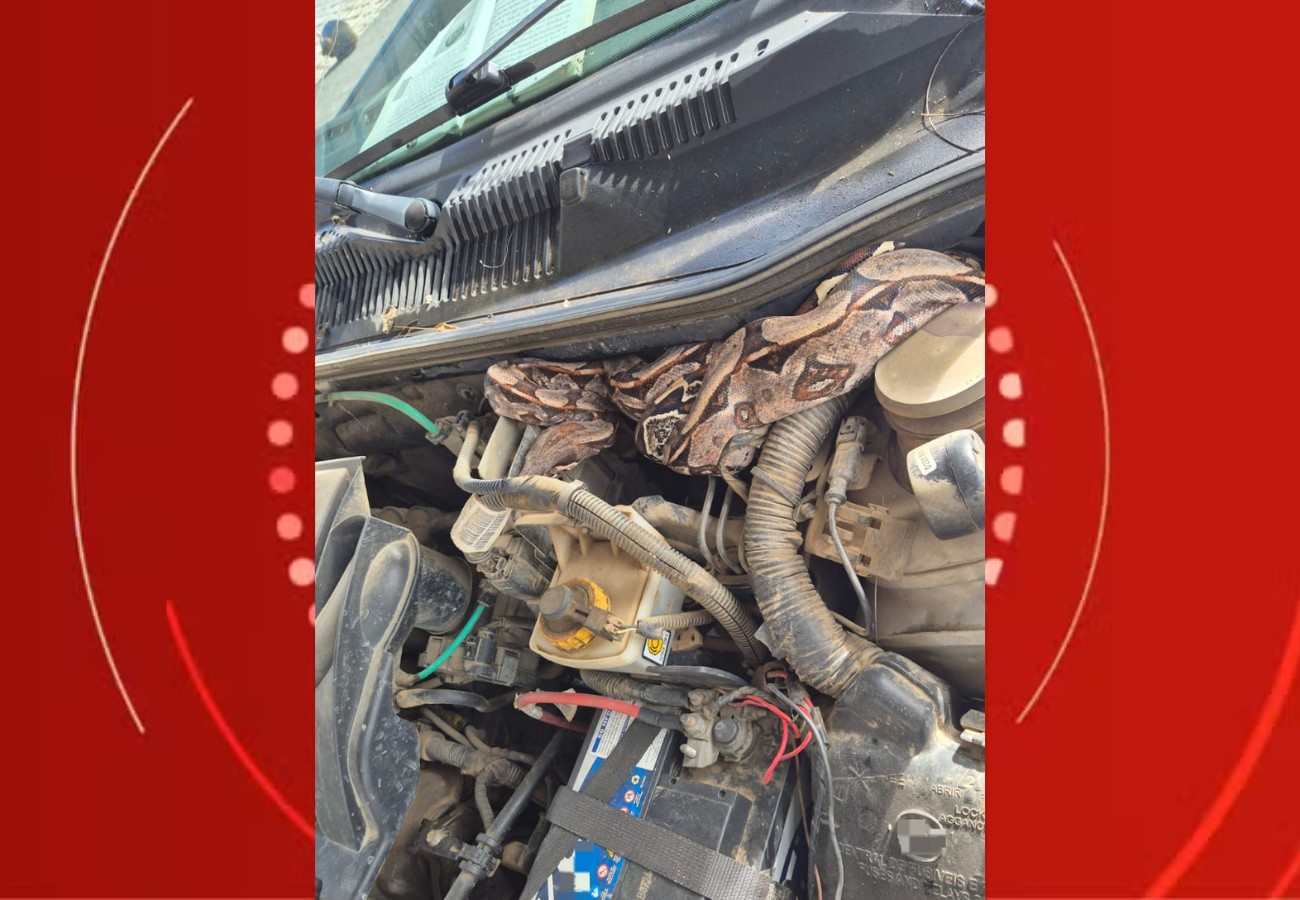 Jiboia de 1,5 metro é encontrada dentro do motor de caminhonete na BR-104, em Caruaru
