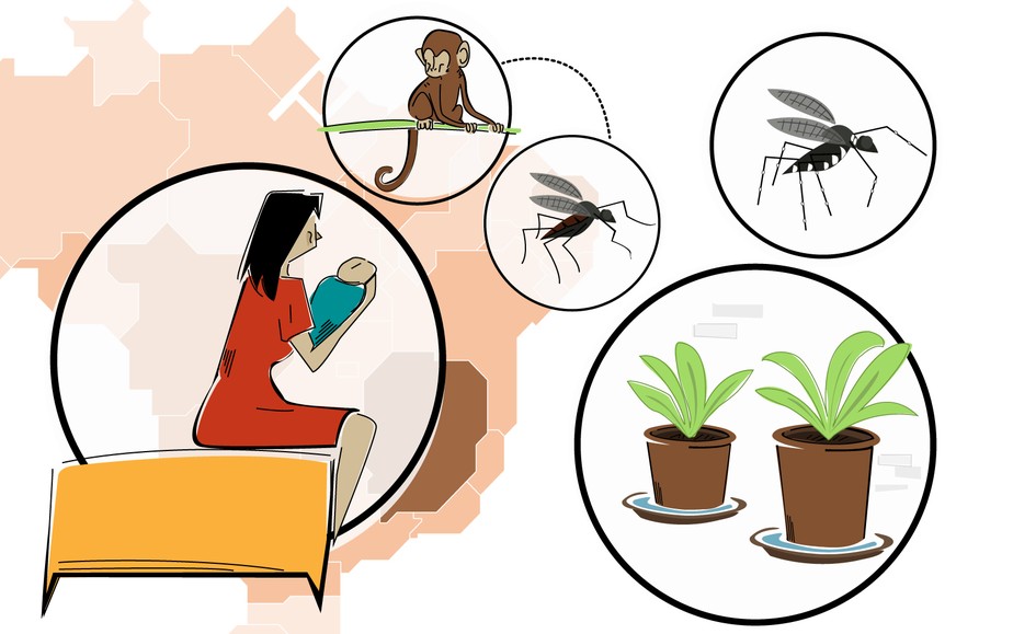O Que é A Dengue E A Febre Amarela