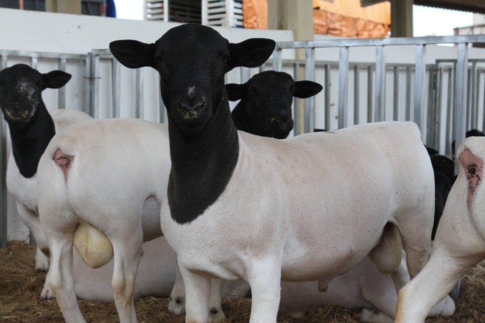 27ª ExpoLajes deve reunir cerca de 20 mil pessoas neste fim de semana — Foto: Divulgação