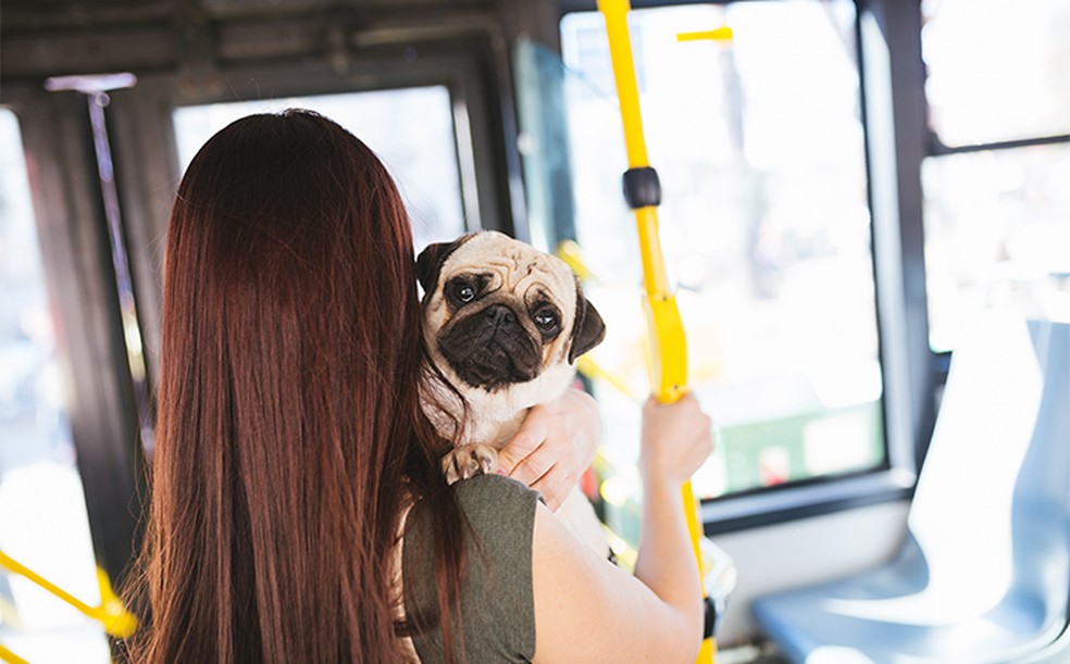 De modo geral, as empresas costumam permitir pets nos ônibus, mas é necessário consultar antes — Foto: Special Dog/Divulgação