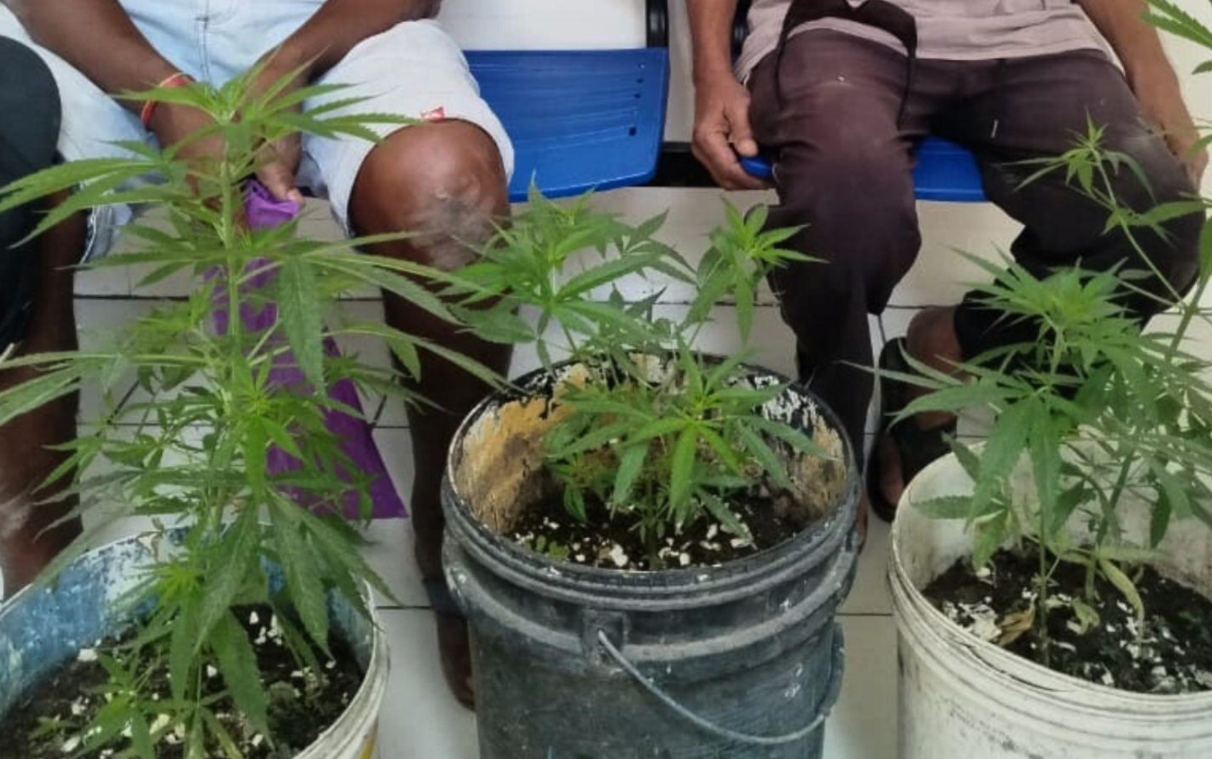 Idosos são conduzidos à delegacia por plantarem pés de maconha no interior da Bahia