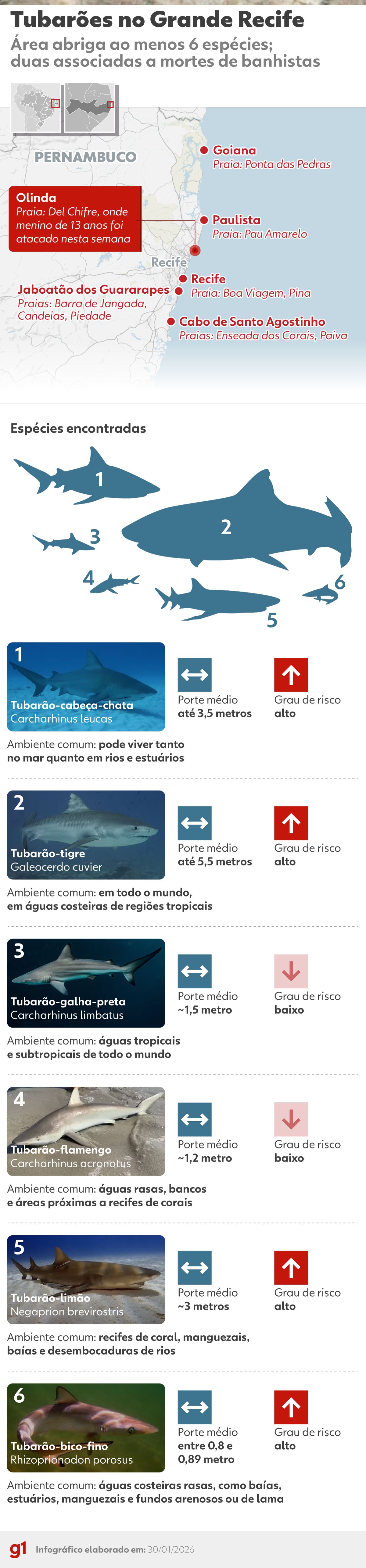 Grande Recife tem registros de seis espécies de tubarão, mas só duas são associadas a mortes; conheça características