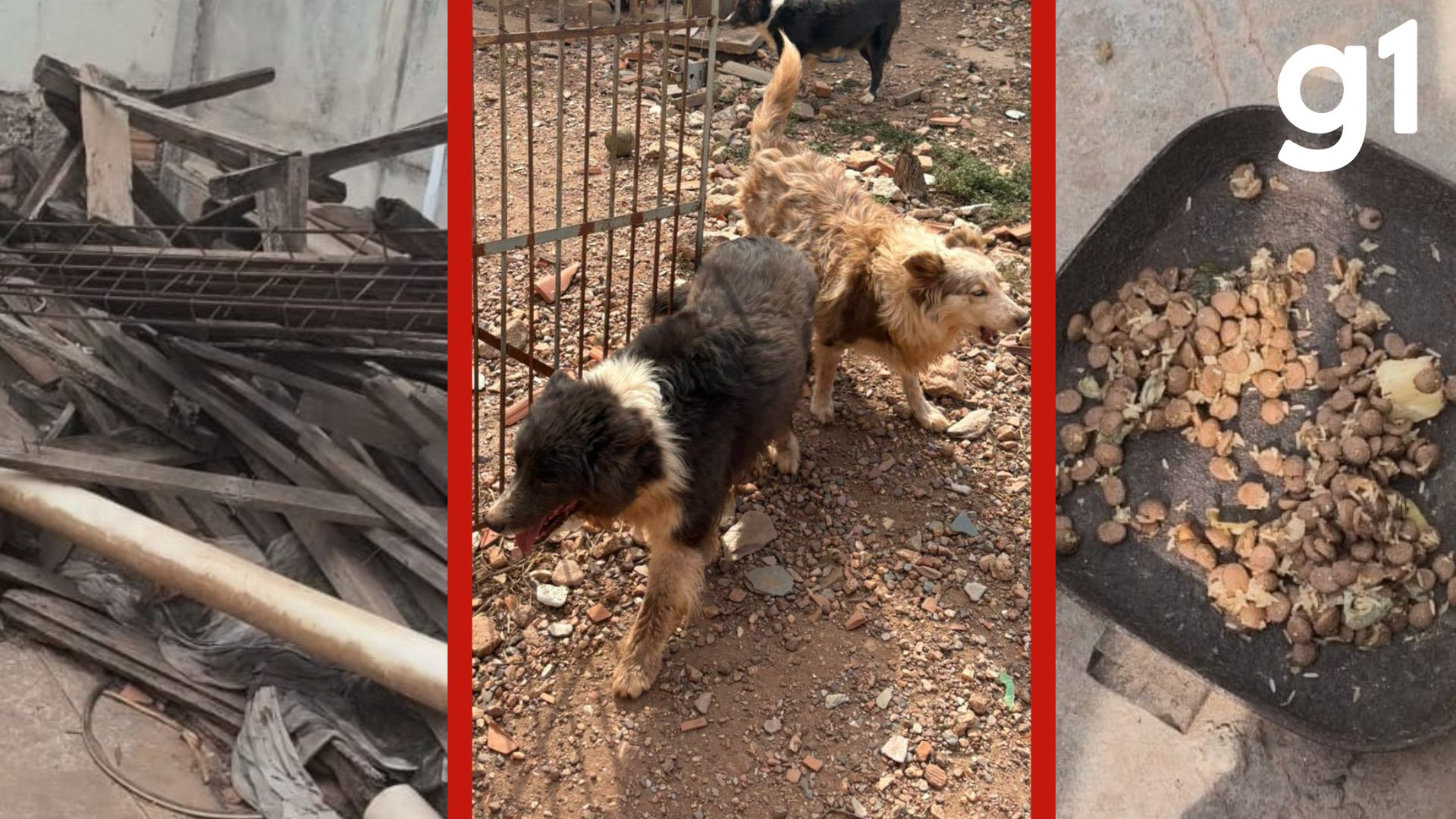 Sem água e alimento: veja condições de border collies resgatados de suposto canil clandestino em Cuiabá