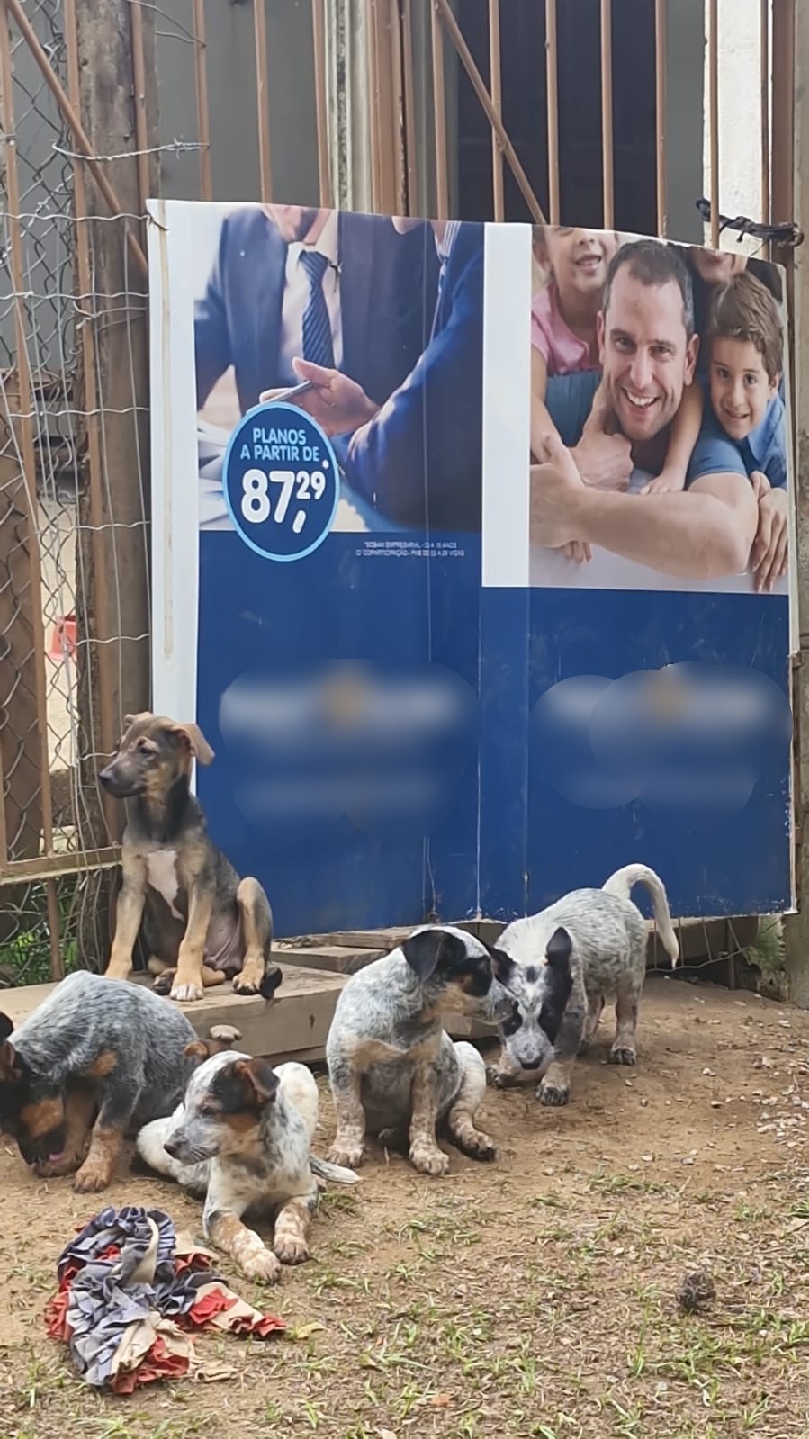 Filhotes de cães são resgatados após serem encontrados amarrados dentro de caixa de plástico em Jundiaí