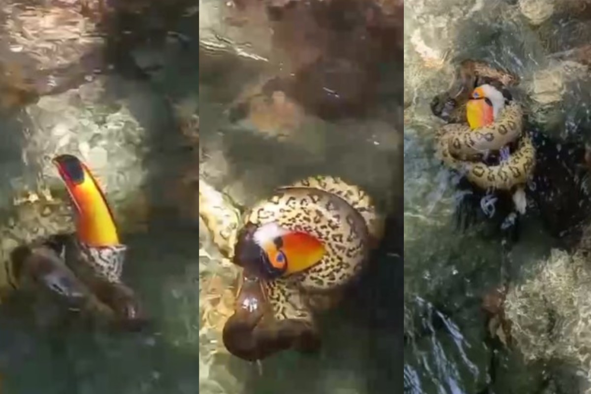 Cena rara: tucano é devorado por sucuri ao beber água em rio de Bonito; vídeo impressiona