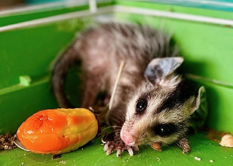 Mucura se alimenta de frutas, insetos e pequenos vertebrados — Foto: Divulgação/GMP Ambiental
