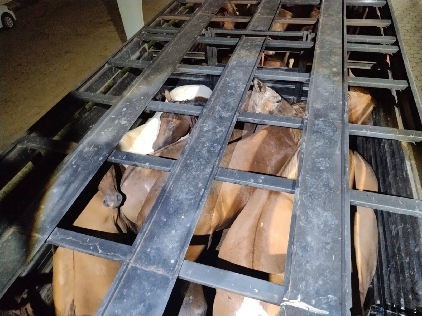 Cavalo é encontrado morto em caminhão e motoristas são autuados em MS