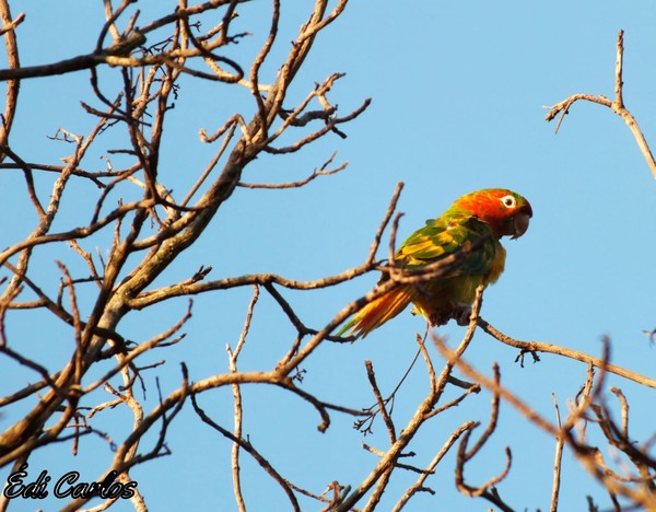 Maritaca mutante é flagrada em Rincão (SP) | G1