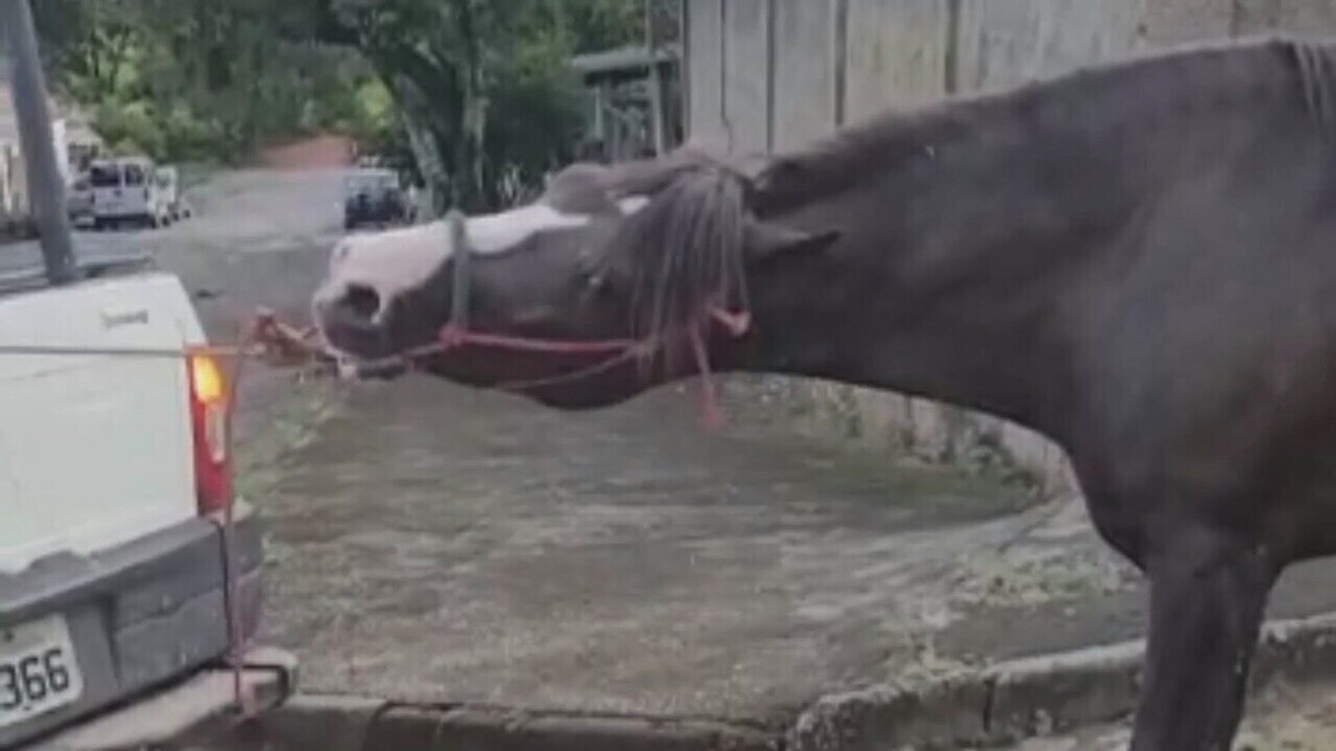 Cavalo é puxado por carro com uma corda presa ao pescoço em rua de  Fortaleza; vídeo, Ceará