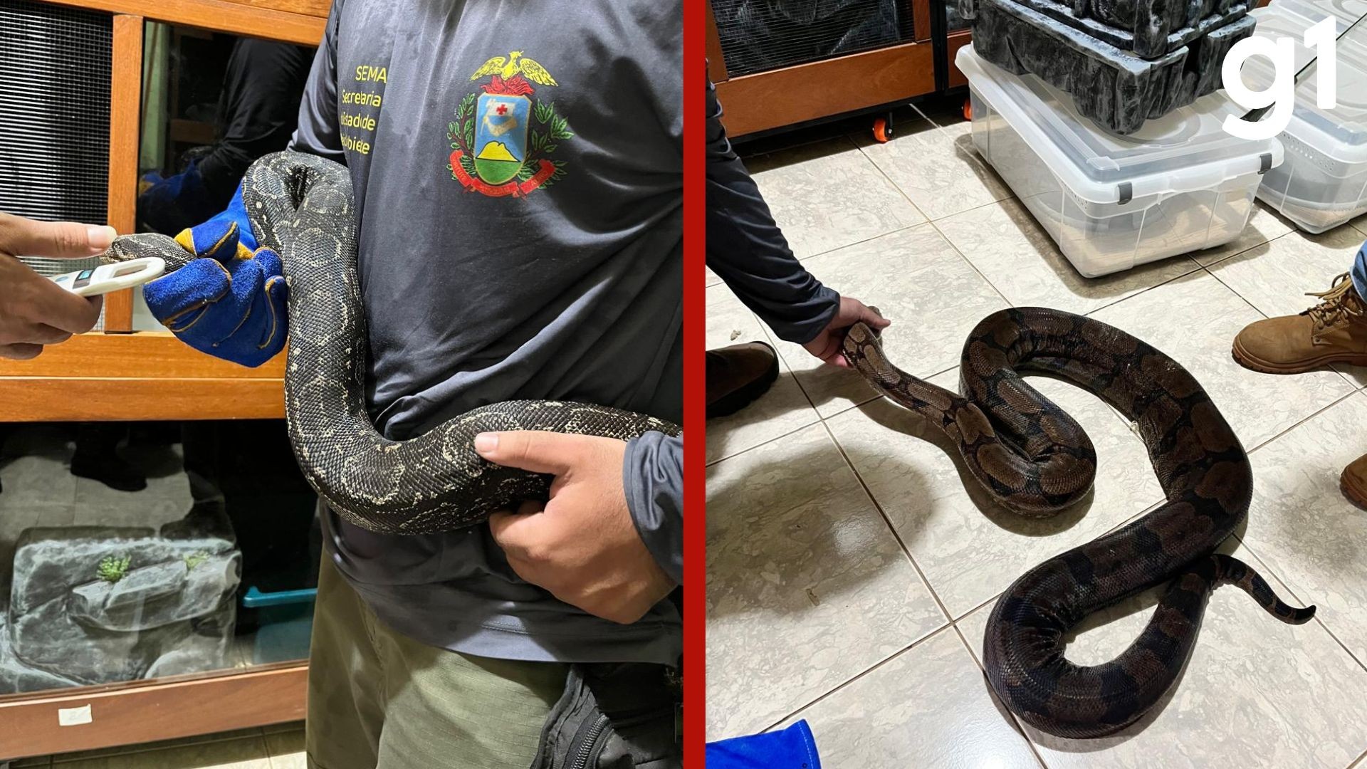 VÍDEO: polícia apreende 29 animais silvestres em casa de Cuiabá