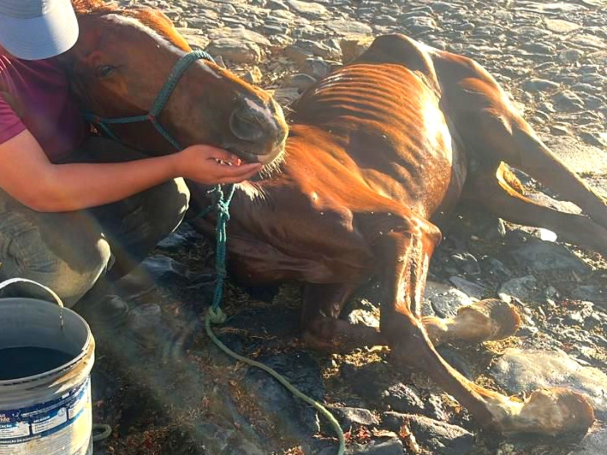 Moradores denunciam maus-tratos a cavalos e riscos de acidentes em Fernando de Noronha