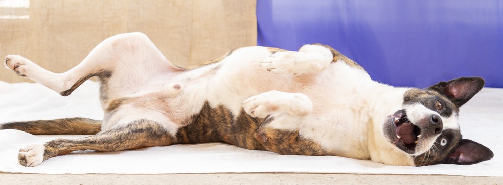 Eros, cão sem raça definida disponível para adoção — Foto: Divulgação/Prefeitura de SP