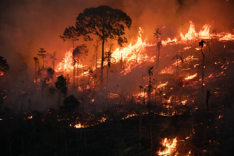 Desmatamento e queimadas contribuem para o aparecimento de animais na região urbana — Foto: Nilmar Lage/Greenpeace/Divulgação