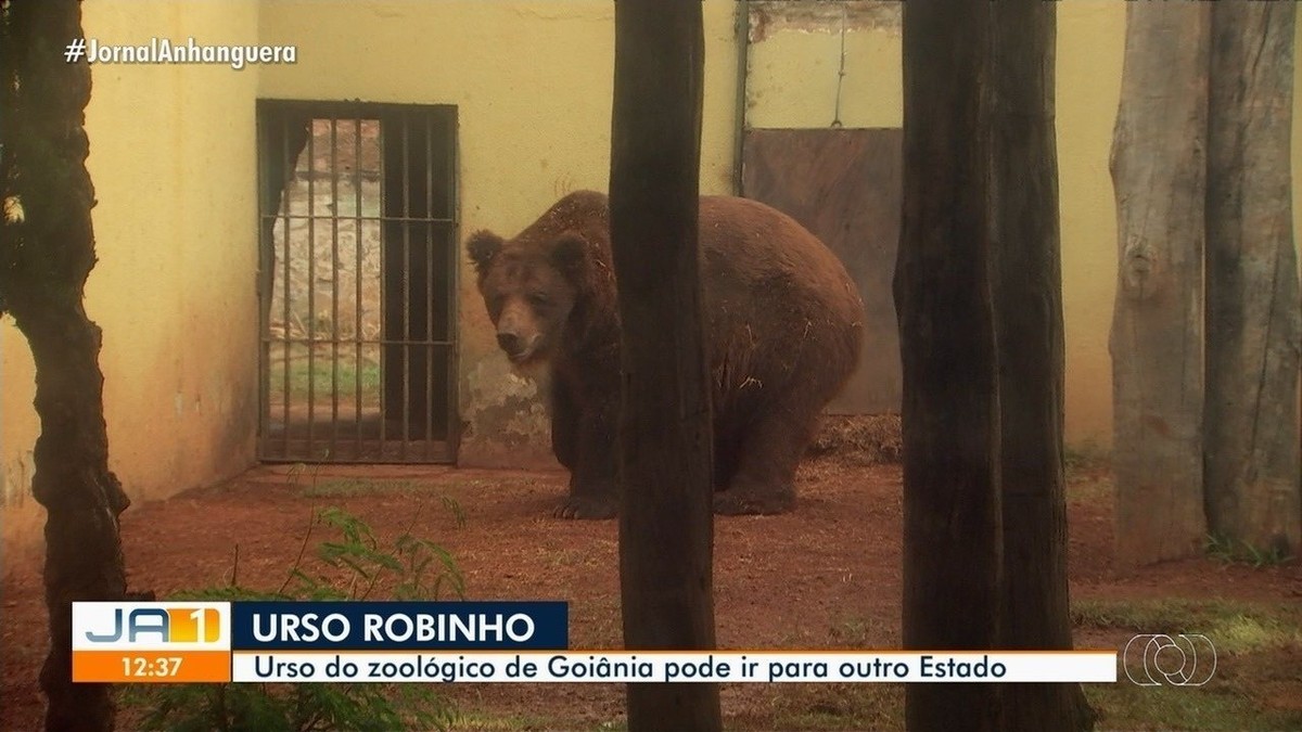 O Grande Urso - 10 de Fevereiro de 2011