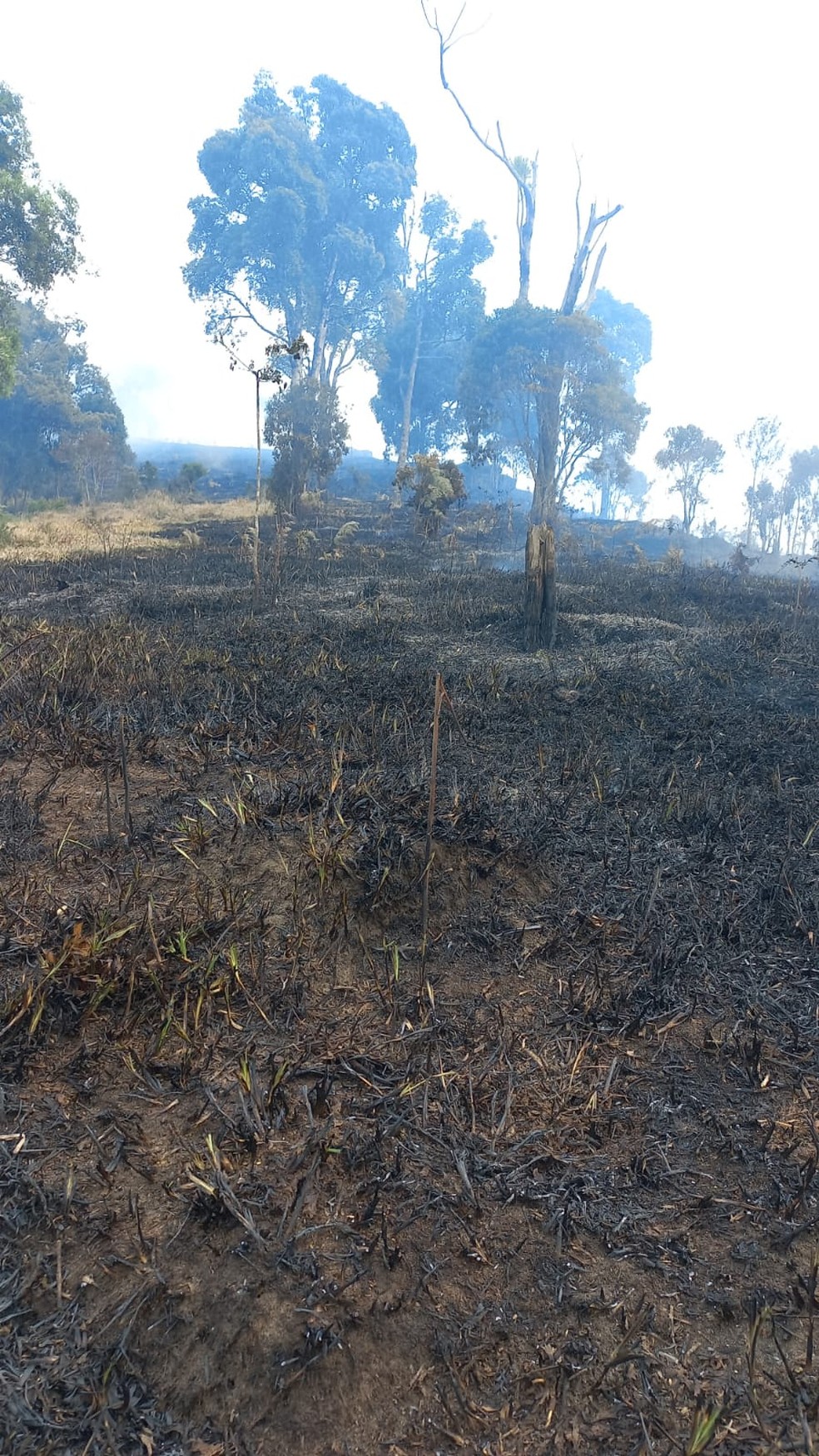 Queimada atinge área de mata do Parque Estadual Serra do Mar, em Cunha — Foto: Divulgação/Defesa Civil de São Paulo