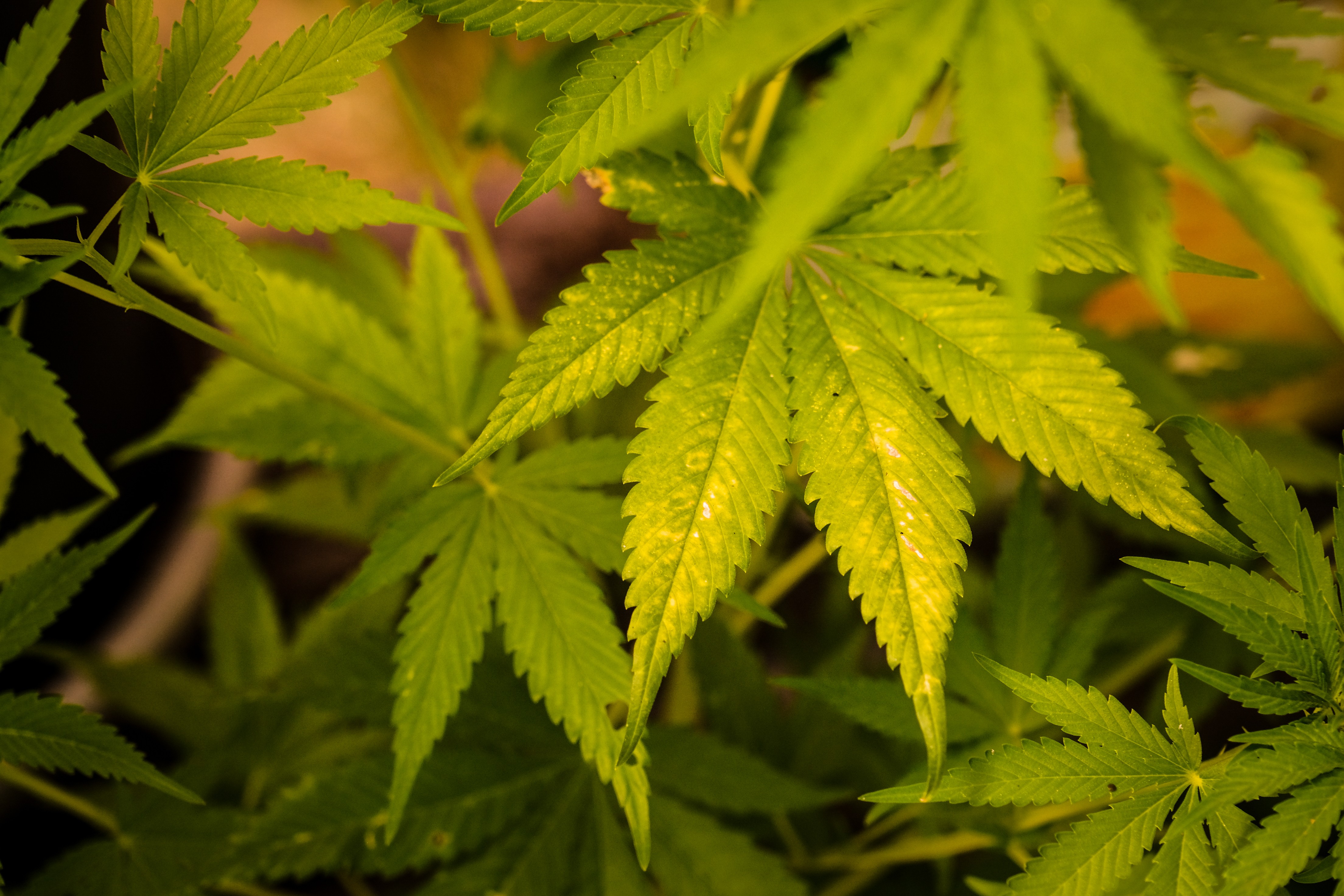 Estudante recebe autorização judicial para fazer cultivo de cannabis com finalidade medicinal na Bahia