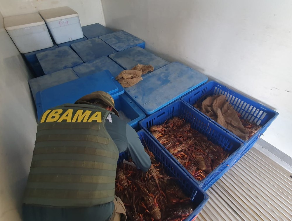 Foto: Ibama/PRF