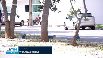 Araras são flagradas em canteiro de quadra da capital