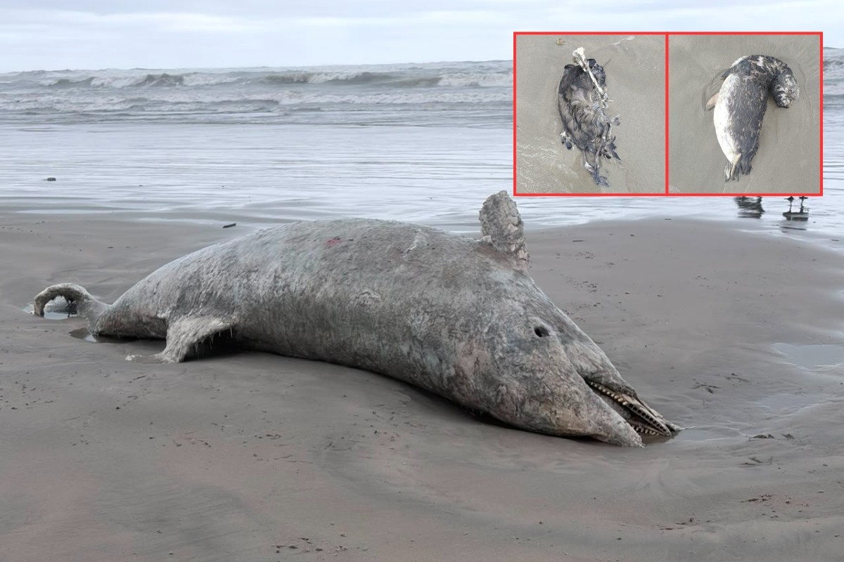 Pinguins e golfinho são encontrados mortos em praias do litoral de SP