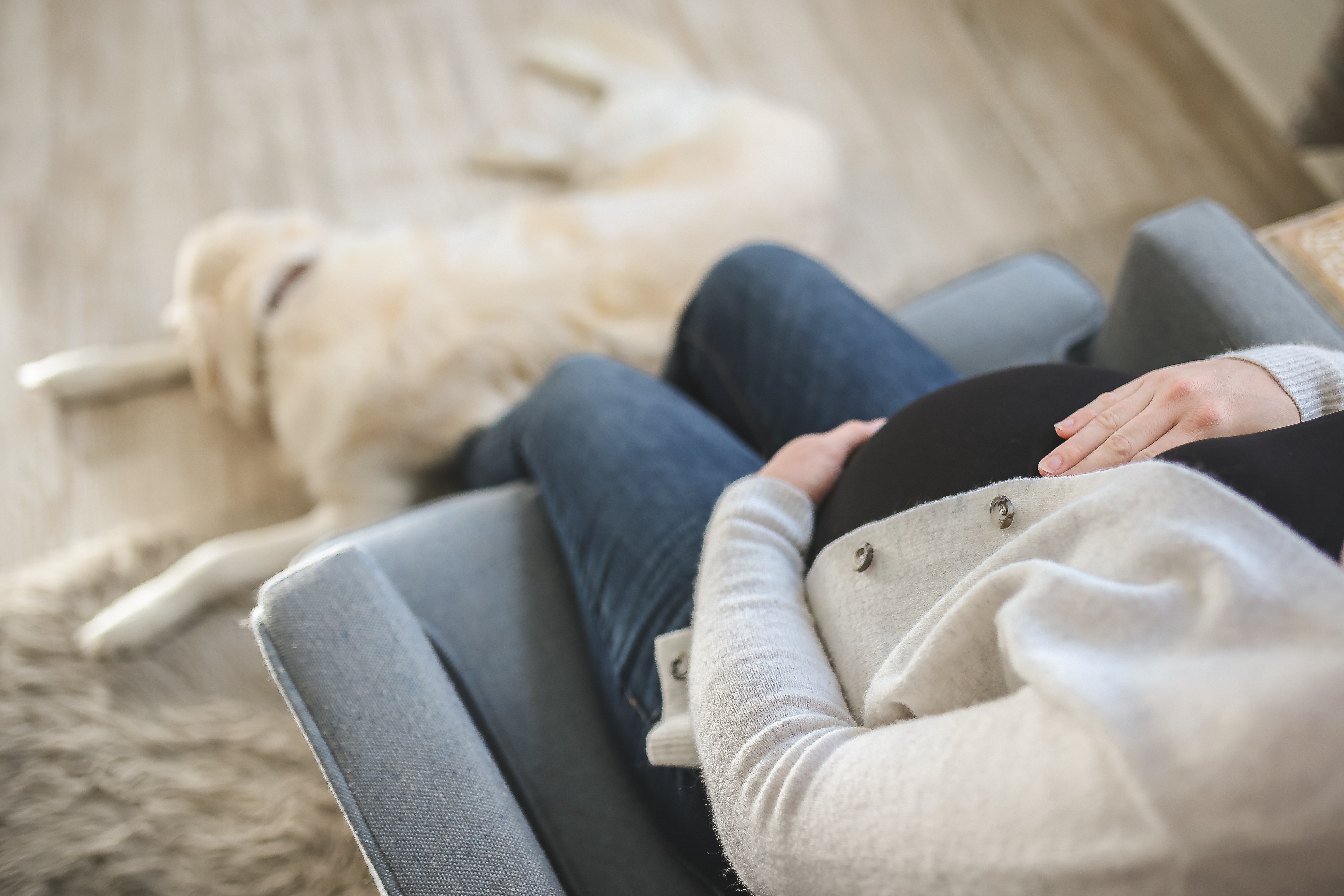 Cães e gatos percebem a gravidez? Entenda comportamento e veja dicas para evitar estresse nos animais