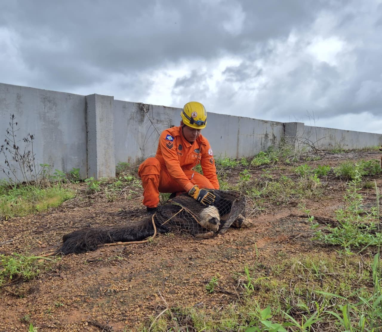 Tamanduá-bandeira é resgatado dentro de empresa em Lucas do Rio Verde (MT)