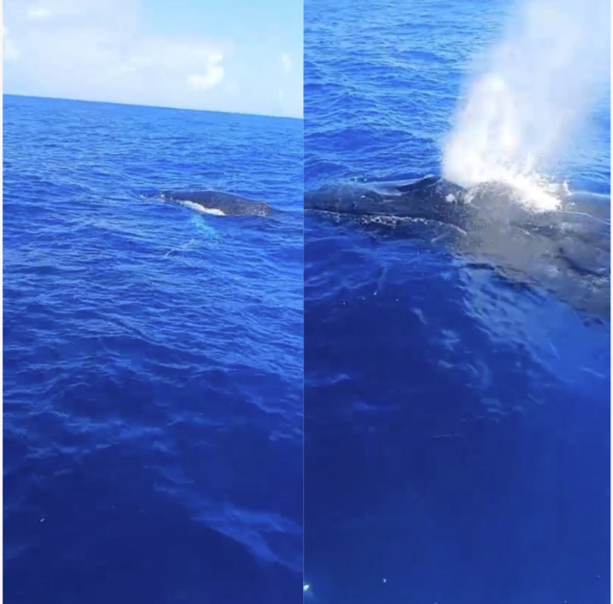 'Minha filha, vá simbora, saia daqui': pescador encara com bom humor encontro com baleias em alto-mar; VÍDEO