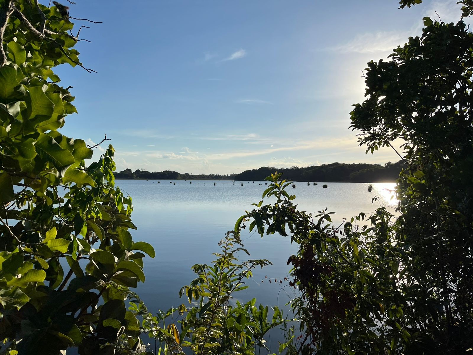 Pescador morre após ser atacado por enxame de abelhas em represa