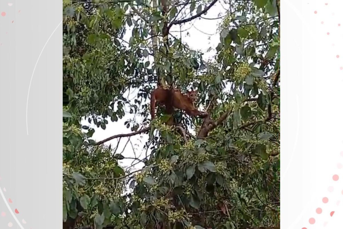 'Gente, tem uma onça no meu quintal': mulher sai de casa ao escutar barulho e filma animal, no Paraná
