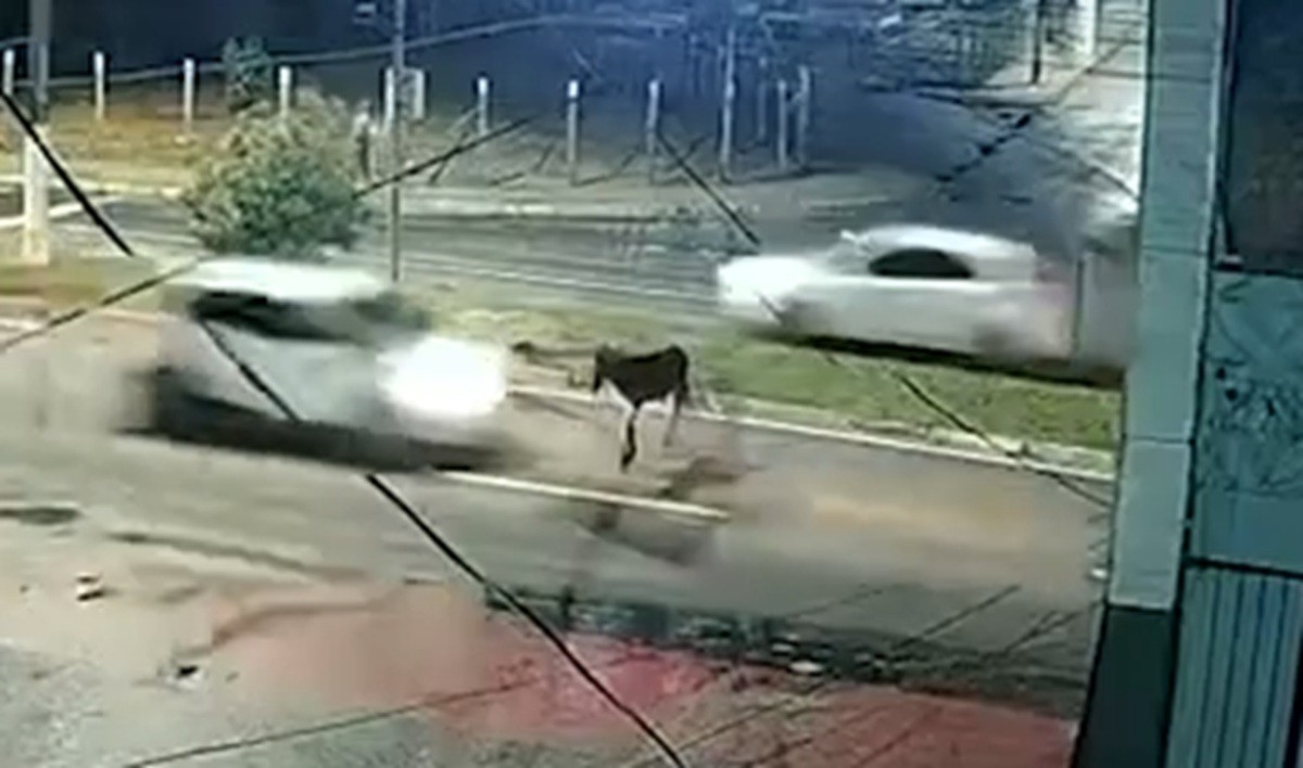 Motorista atropela cavalo na Av. Josefa de Melo, em Maceió; veja o VÍDEO