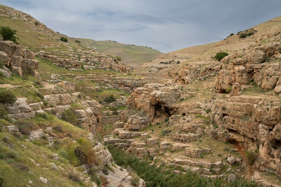 Semente que deu origem a 'Sheba' foi encontrada 40 anos atrás no Deserto da Judeia — Foto: Adobe Stock