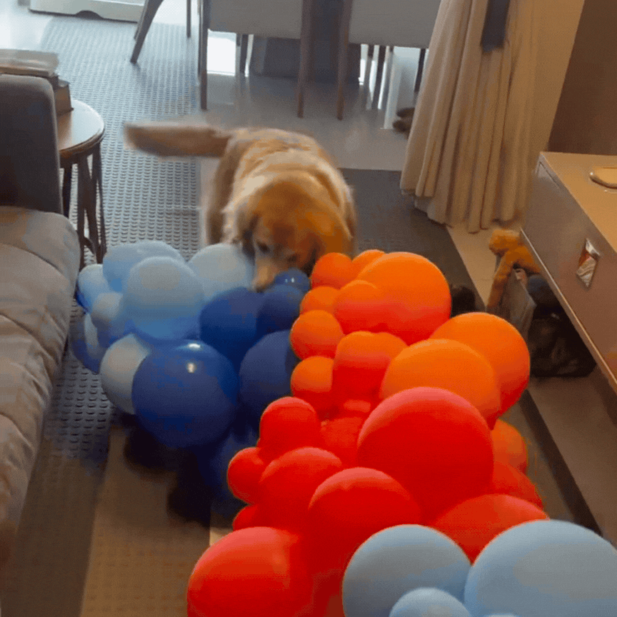 Golden retriever com hobby curioso é 'contratada' para estourar balões após festas por condomínio; VÍDEO