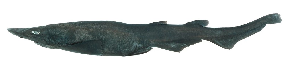 Apristurus ovicorrugatus,a nova espécie de tubarão-fantasma encontrada na costa da Austrália. — Foto: CSIRO Australian National Fish Collection