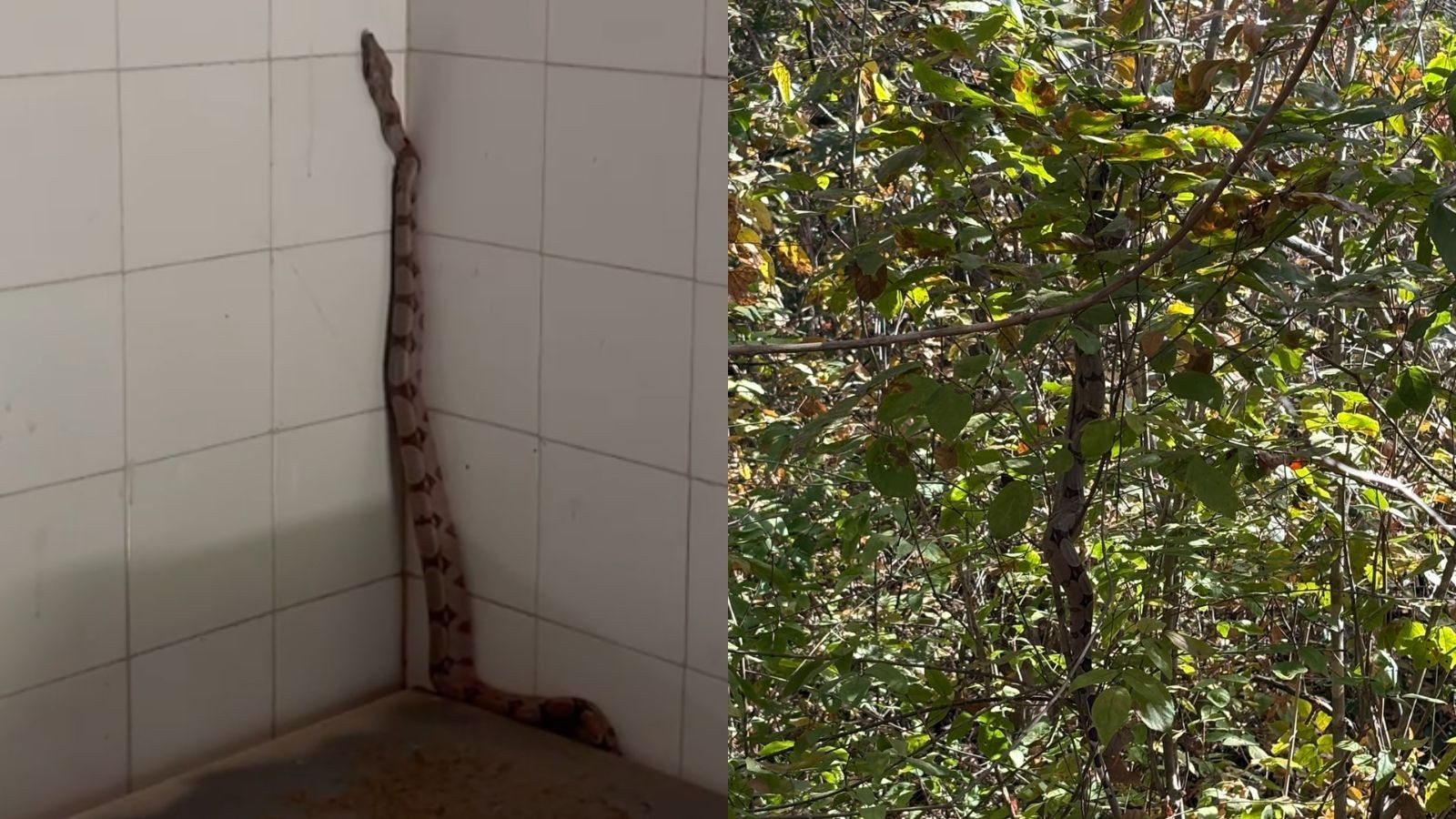 Jiboia aparece em prédio da Secretaria do Meio Ambiente e é resgatada no PI