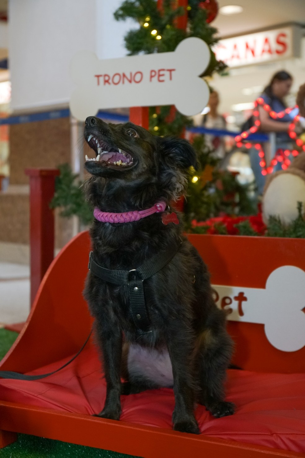 Trono Pet no Natal do Alameda Shopping, em Taguatinga-DF — Foto: Divulgação