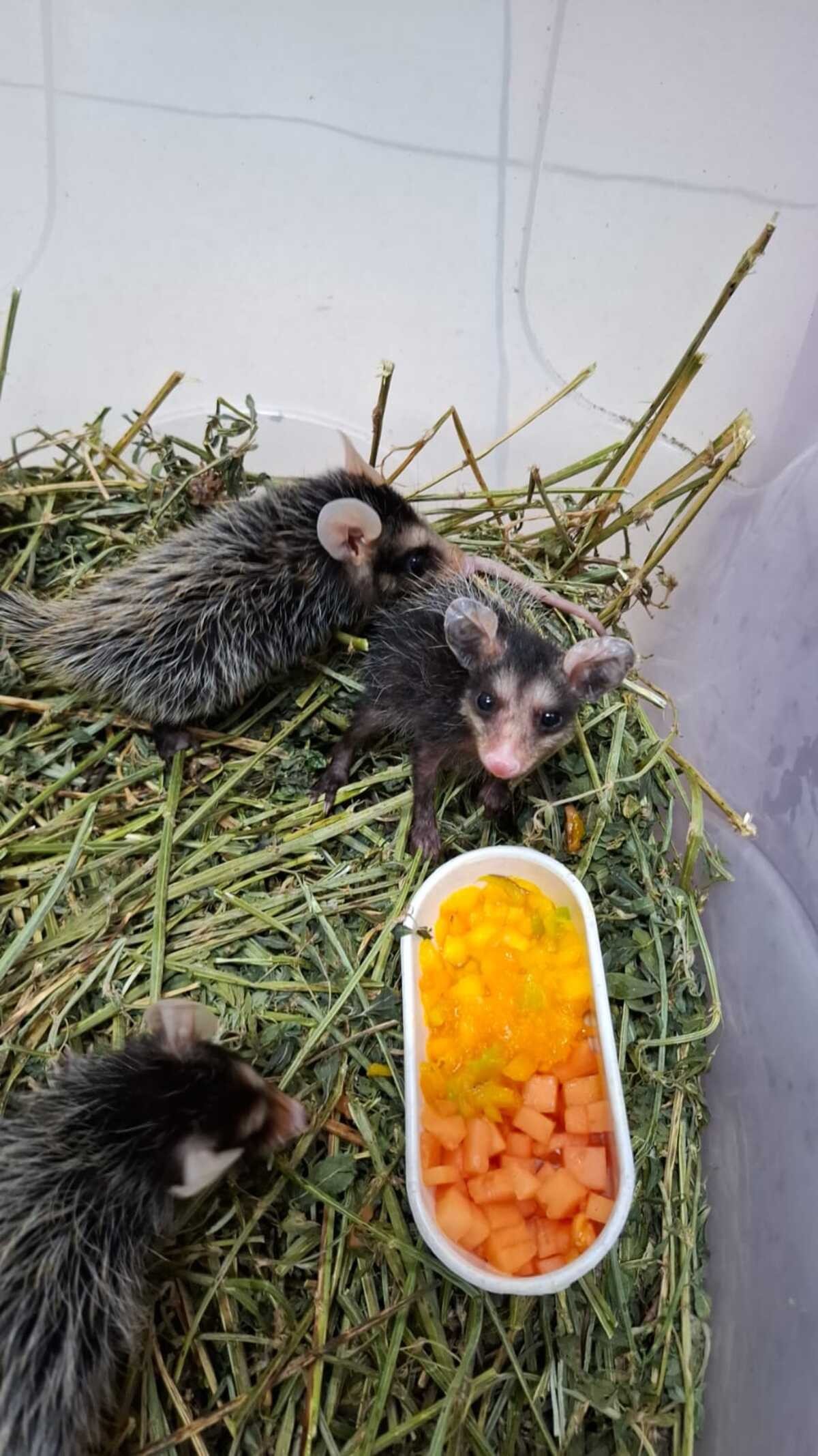 Zoológico de Volta Redonda devolve oito animais silvestres à natureza após reabilitação