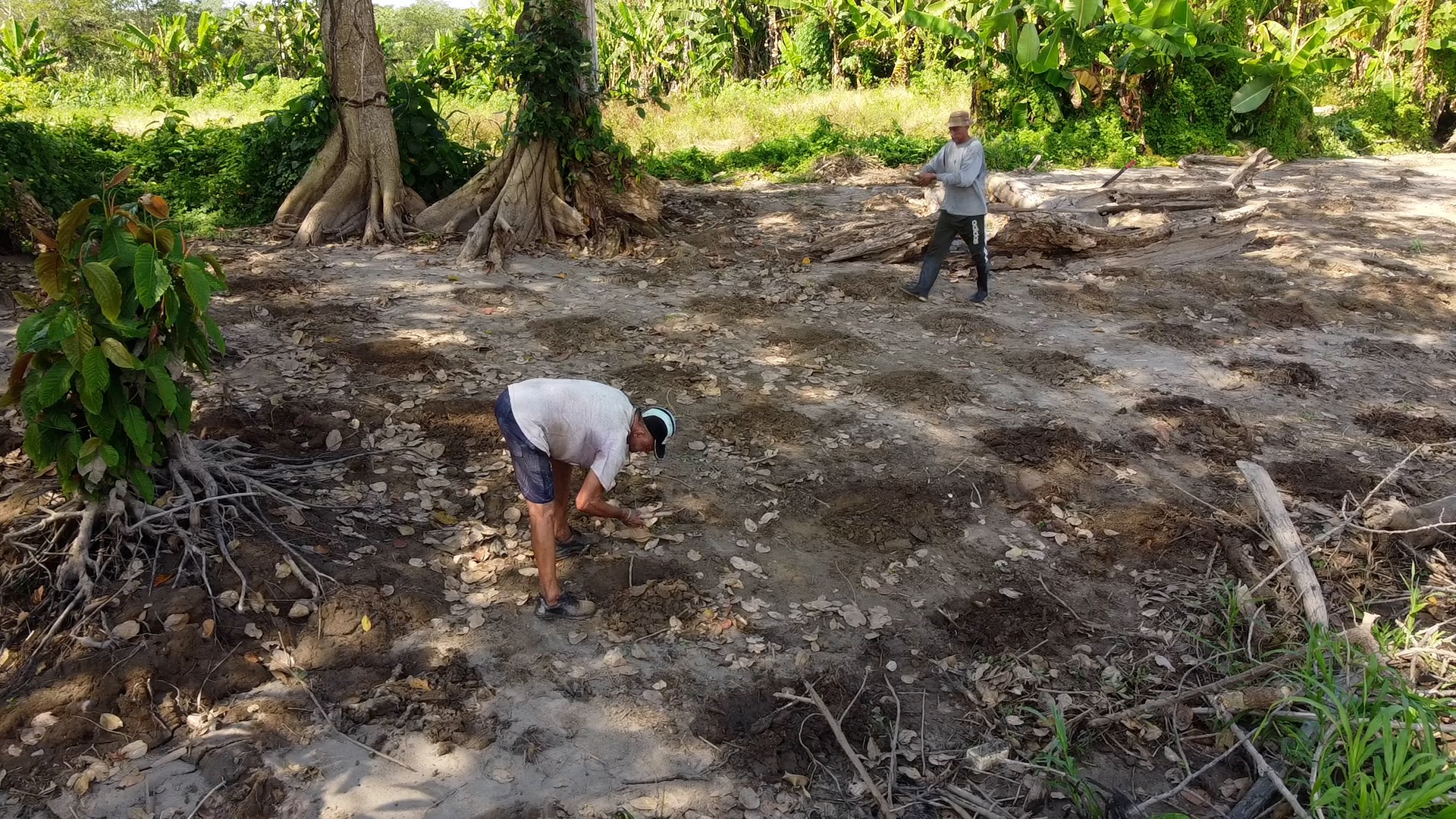 Rios no Amazonas iniciam processo de vazante e agricultores retomam cultivos para recuperar prejuízos
