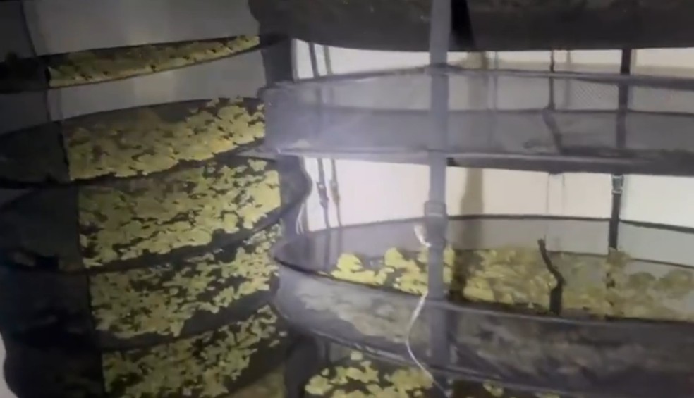 Estufa de maconha foi achada na Rocinha — Foto: Reprodução/Redes sociais