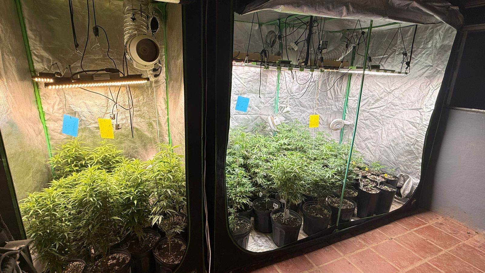 Polícia prende dois e apreende 50 pés de maconha durante operação contra tráfico interestadual em Campinas