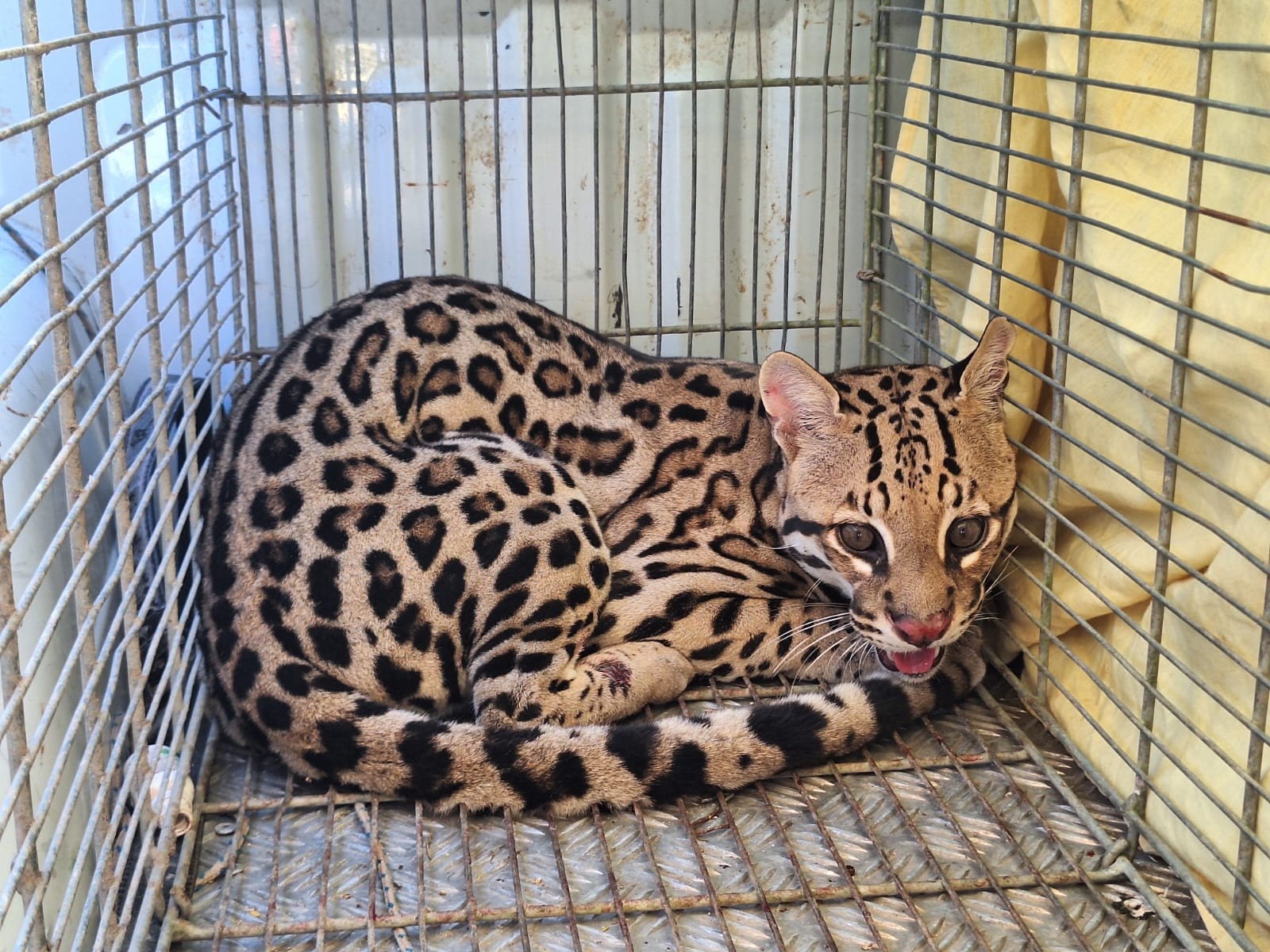 Jaguatirica é encontrada em supermercado no centro de União dos Palmares; veja resgate e soltura