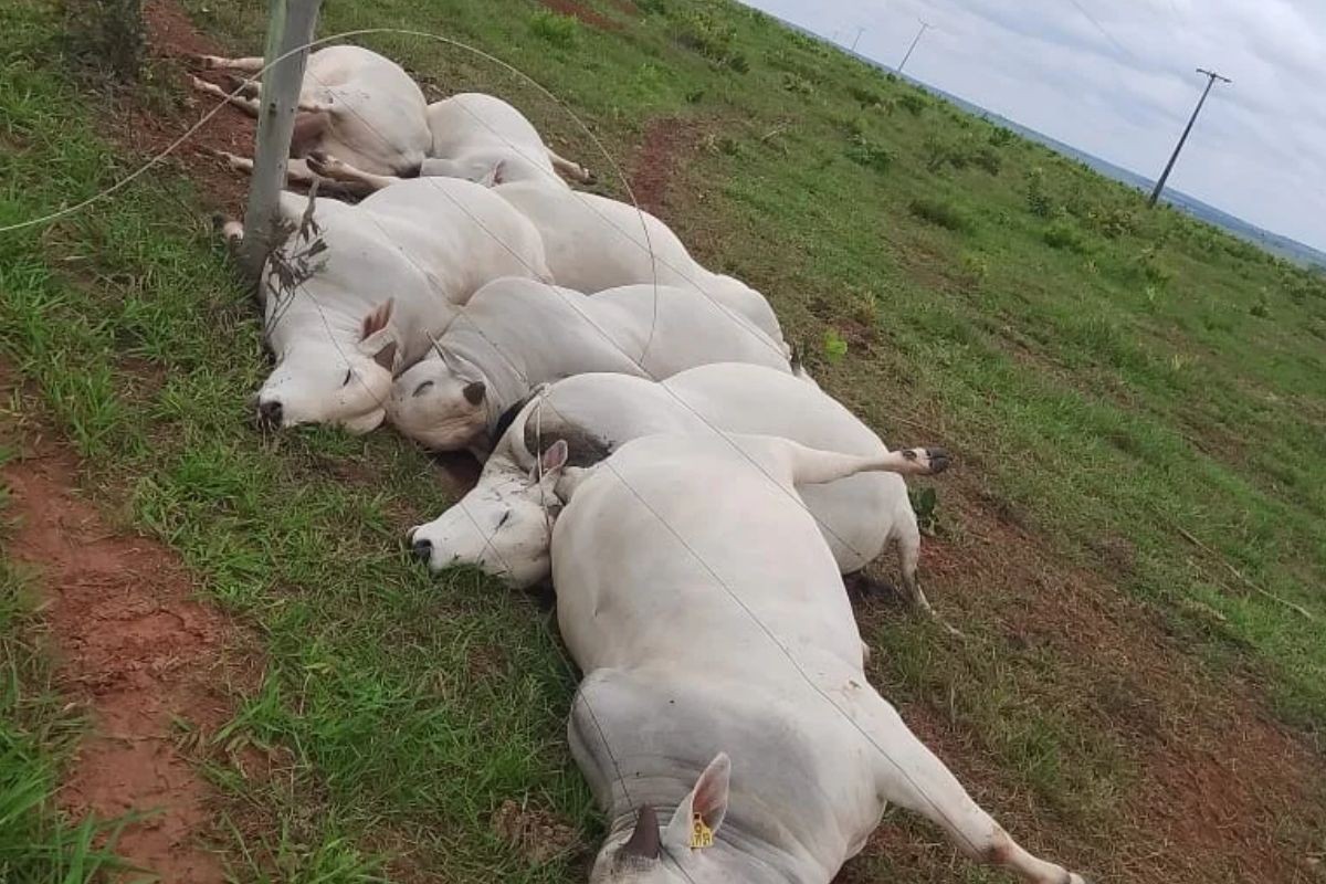 Fio de energia se rompe, mata 7 touros e causa prejuízo de R$ 112 mil em fazenda de MS