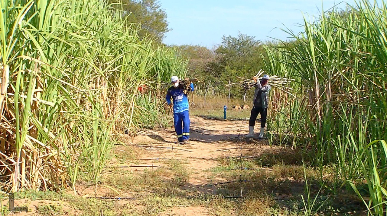 Governo concede subsídio a produtores de cana do Nordeste afetados pelo tarifaço