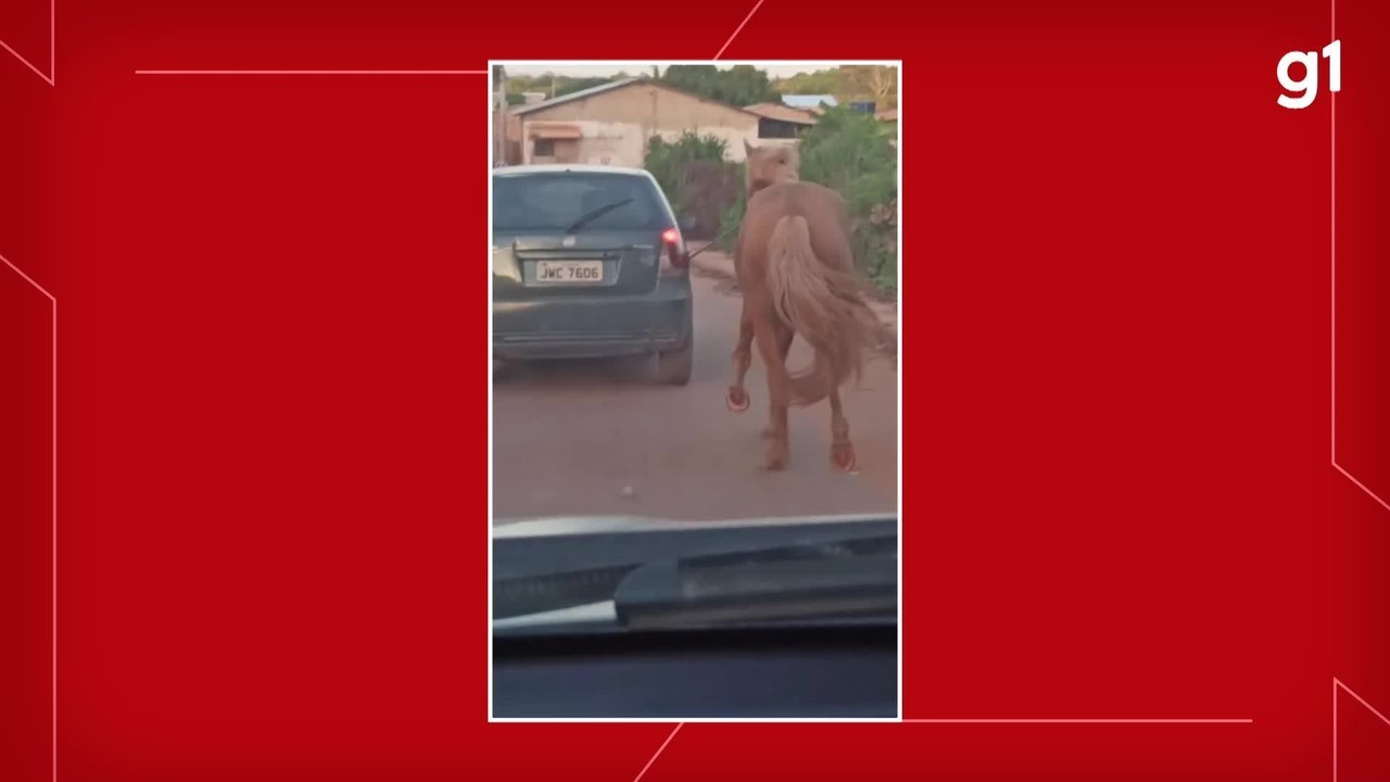 VÍDEO: Cavalo é flagrado sendo puxado por carro no bairro Jutaí, em Santarém